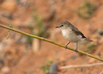 Jacky Winter flycatcher Microeca fascinans perched