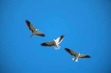 A hawk flying in the sky (Black-shouldered Kite)