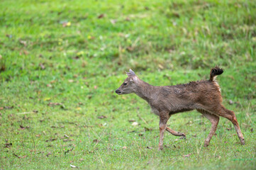 Fototapeta premium The deer is walking on the green lawn.