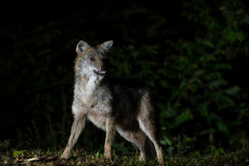 Obraz premium Closeup Golden jackal ,Common jackal or Asiatic jackal in the night