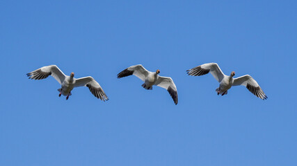 Fototapeta premium Snow geese flying in synchronized flight formation during winter migration