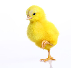 baby chicken