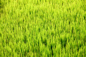 rice paddy field.