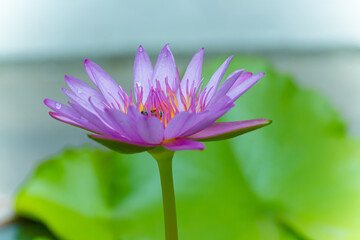 Violet lotus flower blooming in the pond