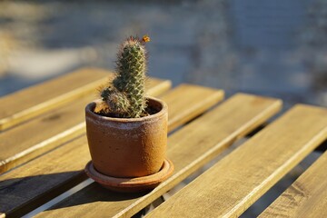 Cactus plants in cray pot on wooden table with blurred chair background the sunlight.