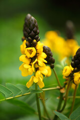 yellow flowers in outdoor background.
