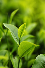 Tea bud and leaves. Tea plantations, Kerala, India