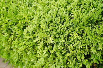 Green Bushes Shrub Texture