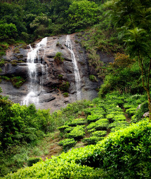 Tea plantations with water fall in Munnar, Kerala, India /Tea estate/tea estate