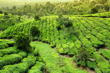 Tea field in munnar. kerala, India