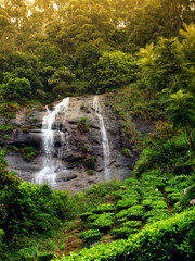 Fototapeta premium Tea plantations with water fall in Munnar, Kerala, India /Tea estate/tea estate