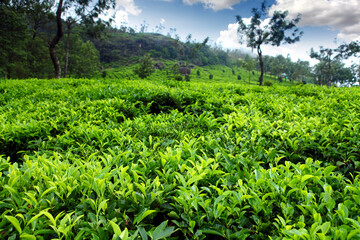 Fototapeta na wymiar Tea field in munnar. kerala, India
