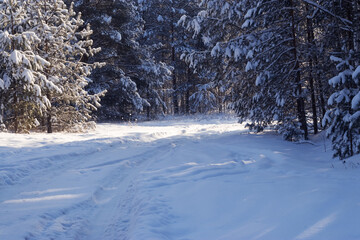 Fototapeta premium A path in the winter forest after a snowfall.