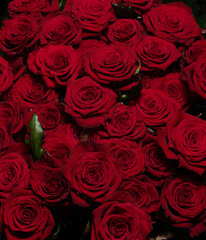Red roses background. A bouquet of beautiful and selective roses. Rose as a symbol of love and beauty