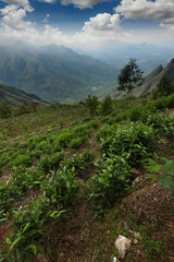 Tea field in munnar. kerala, India