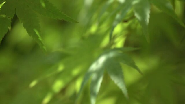 新緑ベース