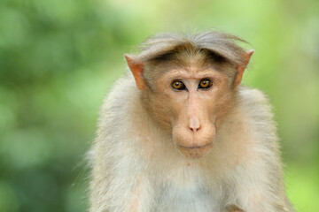 Monkey In India.