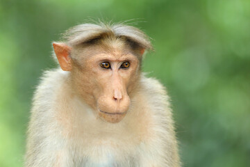 Monkey In India.