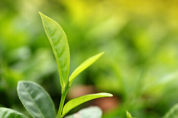 Fototapeta na wymiar Tea Leaf with Plantation in the Background