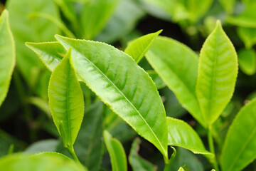 Obraz premium Tea Leaf with Plantation in the Background