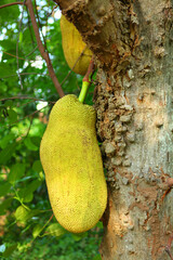 Jack fruit on tree