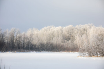 Obraz na płótnie Canvas Snowy Trees