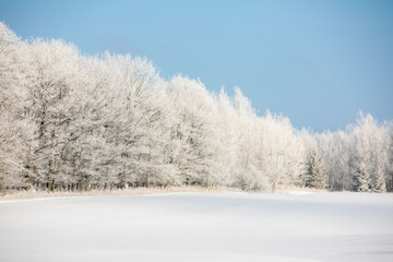 Snowy Trees