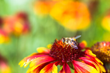 Blur soft lens. A fruit fly eats the pollen of a red-yellow flower against the background of a...