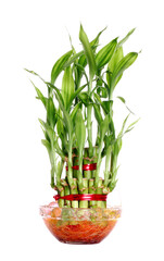 lucky bamboo plant isolated on a white background