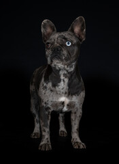 french bulldog in studio
