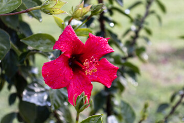 Beautiful red flower after rain with water droplets around