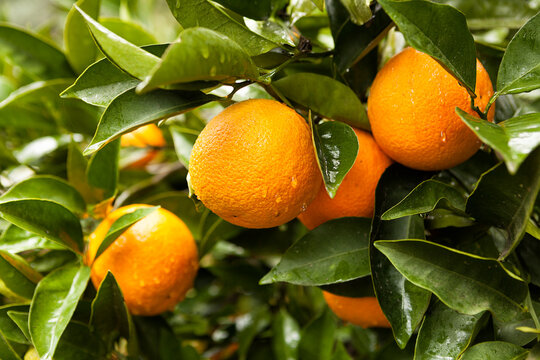 orange garden. bright juicy oranges on the branches, orange trees. orange trees with ripe fruits