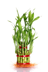 lucky bamboo plant isolated on a white background