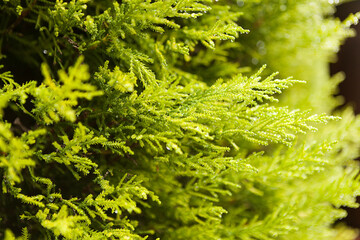 light green cypress branches close up, close up of green fern