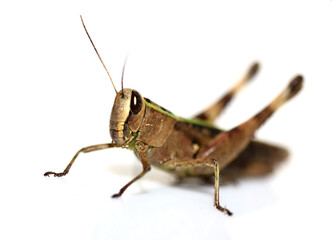 Grasshopper on white background.