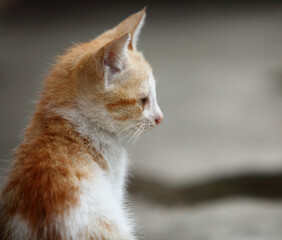 Naklejka premium close up of a cat
