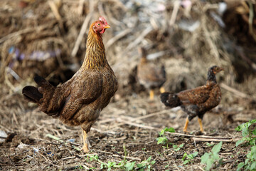 chicken on the farm
