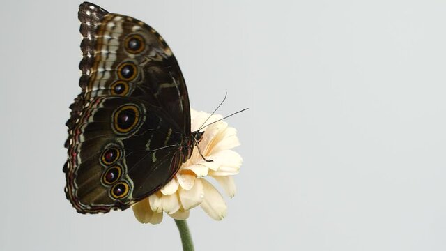 Slow motion beautiful blue silk morpho butterfly opening wings on daisy flower 
