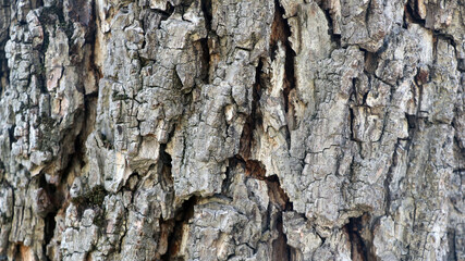 Tree texture of Juglans nigra or black walnut