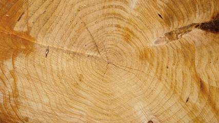 Cross section wood, closeup