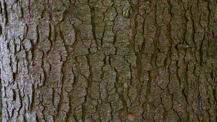 Tree bark texture of Picea abies or European spruce with beautiful rough pattern
