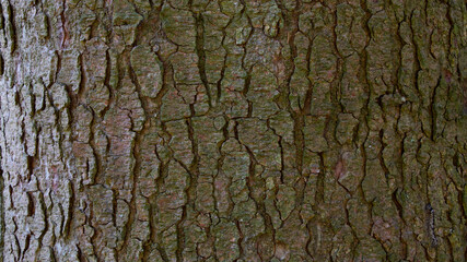 Tree bark texture of Picea abies or European spruce with beautiful rough pattern