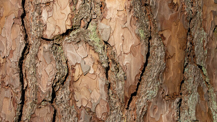 Tree bark texture of Pinus silvestris or Scots pine with beautiful rough cracked pattern