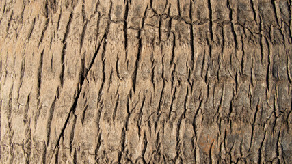 Tree bark texture of palm tree
