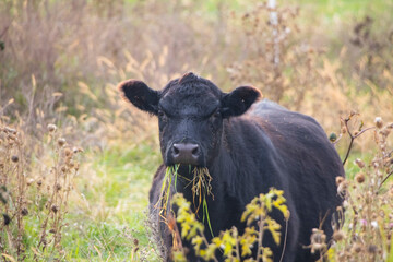 A black cow staring into the camera while eating and holding grass in its mouth.