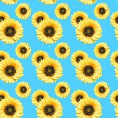 Sunflower flower on a blue background. Seamless pattern...