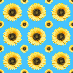 Sunflower flower on a blue background. Seamless pattern...