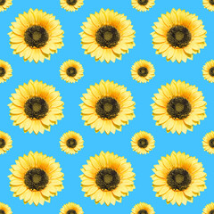 Sunflower flower on a blue background. Seamless pattern...