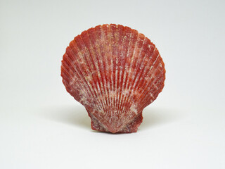 Shell. Red seashell on a white background.