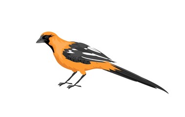 Orange color bird in sitting pose, isolated on white vector